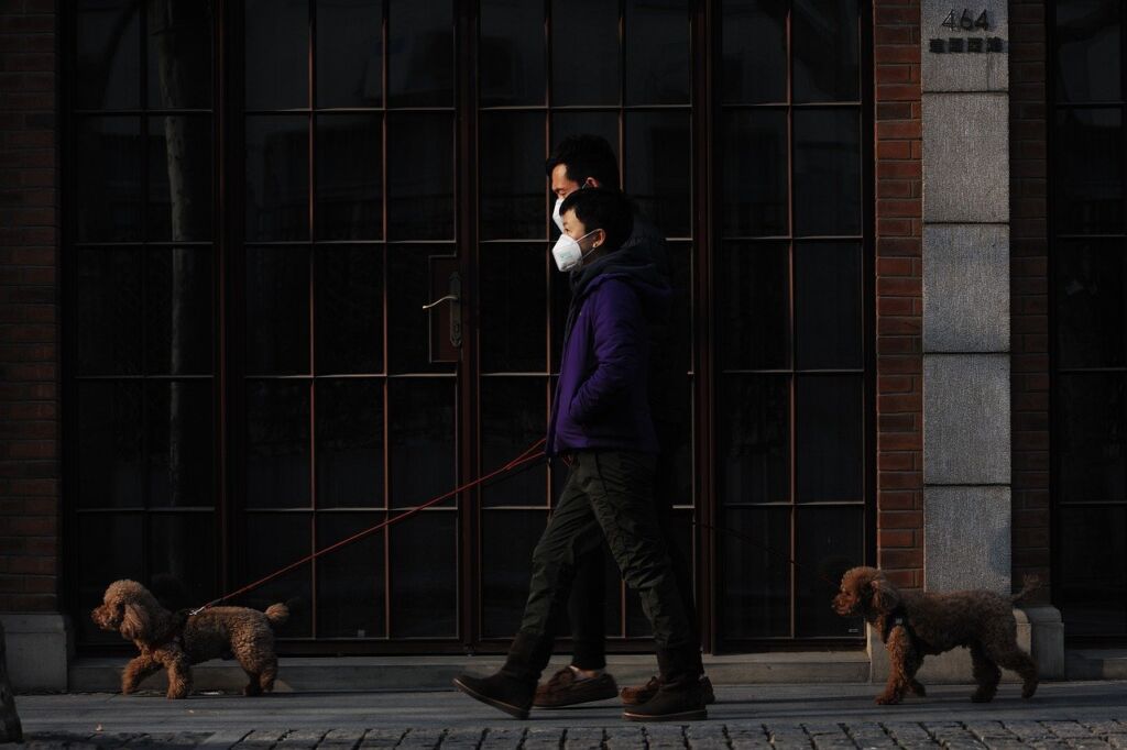 mask, walk, dog